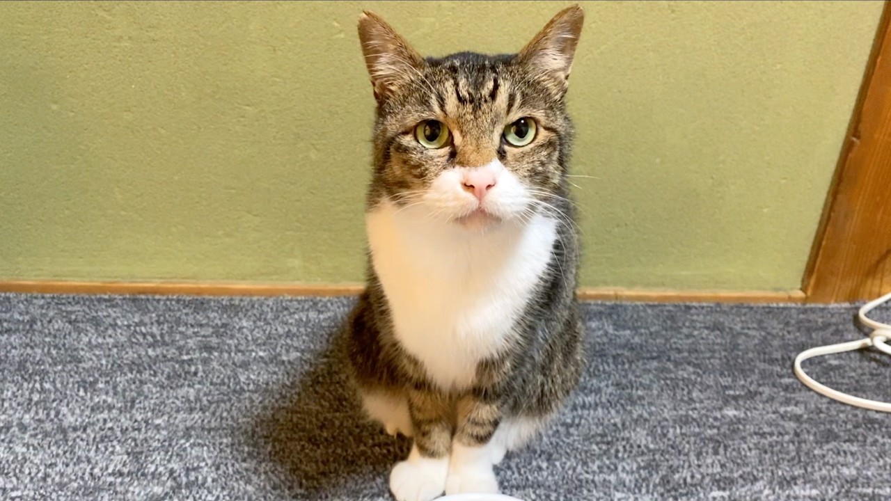 When I give my parents' cat some chicken breast, it reminds it a