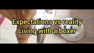 Expectations vs reality: Living with a boxer dog!
