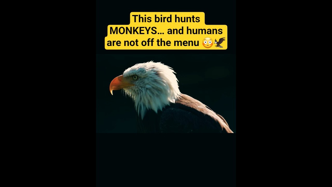 This Bird Hunts Monkeys 😳🦅 