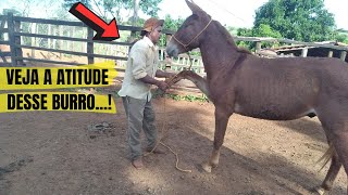 OLHA A REAÇÃO DESSE BURRO COM O VAQUEIRO   BURRO GAÚCHO COM VAQUEIRO PO