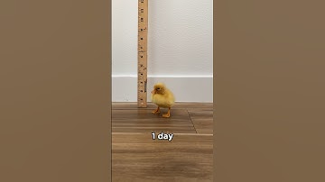 Ducks grow so fast #shorts #petducks