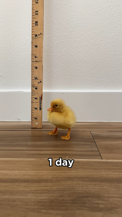 Ducks grow so fast #shorts #petducks