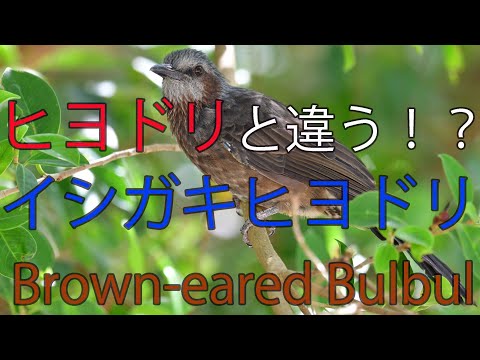 【違いが判る？】石垣島のヒヨドリはイシガキヒヨドリ Brown eared Bulbul
