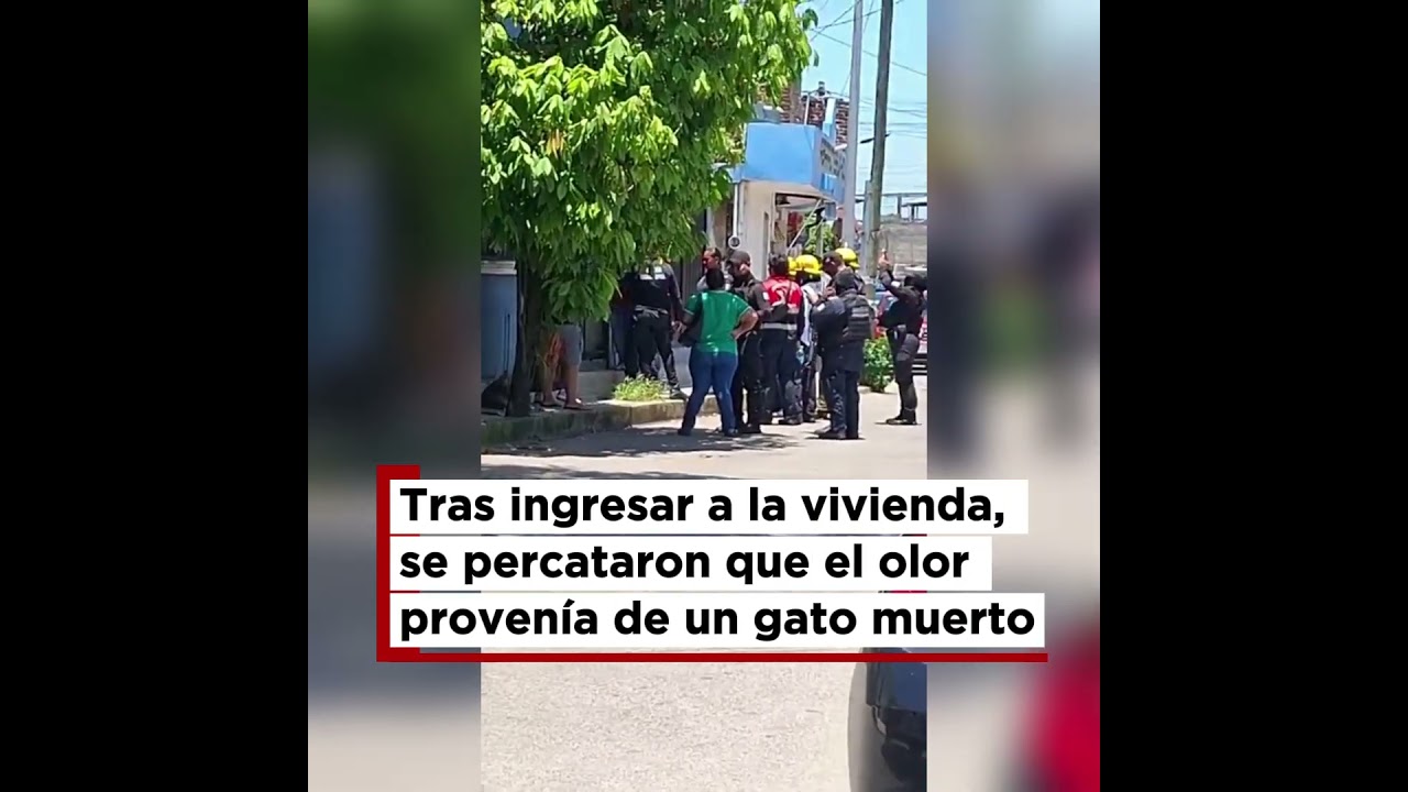 Un Gato Muerto movilizó a los cuerpos policíacos y de emergencia en Tapachula.
