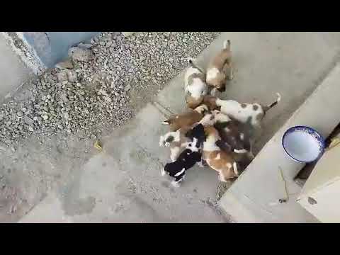 توله سگ های که گناهشون مثل مردم ایران این هست که در ایران دینیا اومدن