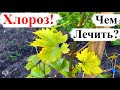 ЖЕЛТЕЮТ ЛИСТЬЯ на Винограде? Это ХЛОРОЗ! Причины и Методы БОРЬБЫ!