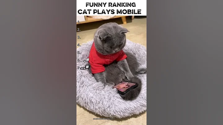 Video 11896911: funniest cat playing, funny cat playing