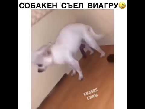 может ли собака съесть котенка