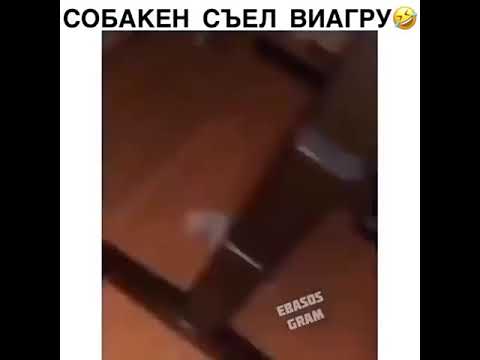 Видео: Боу Вау! Рецепт тушенки для говядины