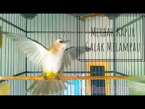 Denak Pemikat Burung Merbah Kapur Yellow Vented Bulbul By Syahmir