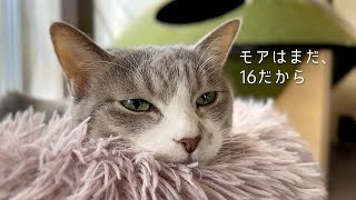 久しぶりの更新、変わらぬ日常です | #モアクリ Vlog083 by モアクリ 16,729 views 4 months ago 7 minutes, 48 seconds