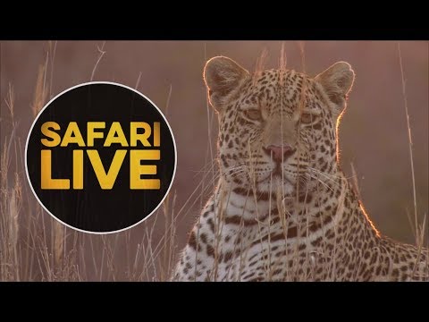 website live stream not working safariLIVE - Sunset Safari - August 16, 2018