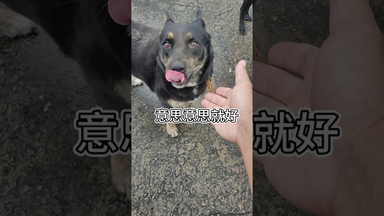 [台灣米克斯]406  喚醒熱情 如果不是當日初見面的話  只能靠吃的...#台灣犬 #台灣米克斯 縮圖