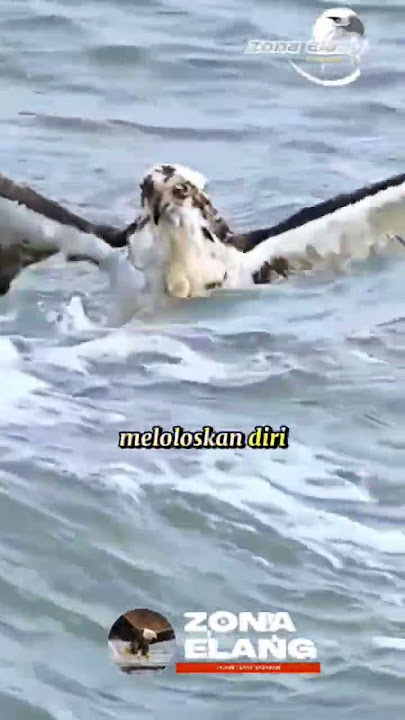 Elang menangkap ikan part 2 #elang #wildlife #nationalgeographic