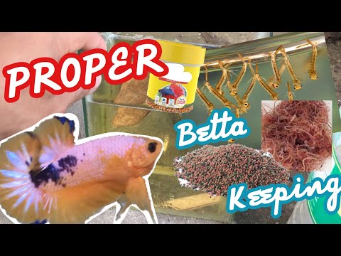 Video: Gabay Sa Pangangalaga Ng Betta Fish