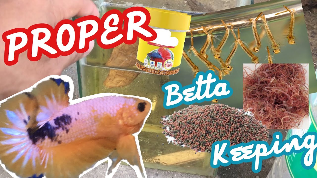 Proper betta keeping(the EASIEST and CHEAPEST way) 
