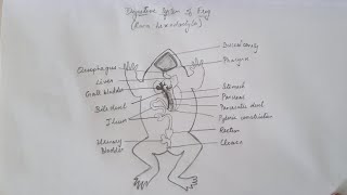 Digestive system of frog