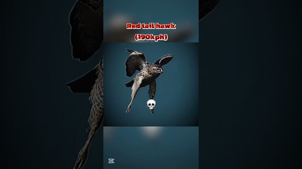 fastest bird in the world | falcon look like the fighter jet 💀 | 