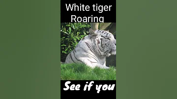 White Tiger Roaring Sound Effect | Bengal Tiger Roar Sound Effect | #shorts #tiger #animals