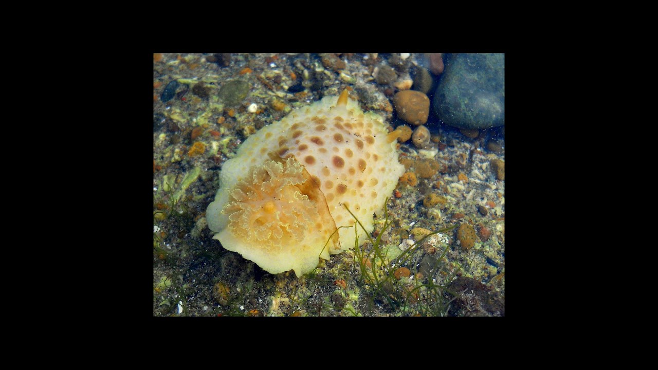 [Wikipedia] Diaulula punctuolata