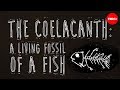 The coelacanth: A living fossil of a fish - Erin Eastwood