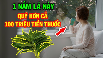 Cứ Lấy 1 Nắm Lá Này Nấu Nước Uống, 5 Bệnh Khỏi Bay Cả Triệu Người Đua Nhau Làm Theo