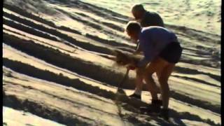 Dune Management: Its Worthwhile