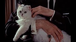 Котики 3