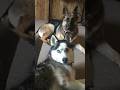 German Shepherd Vs Huskiesрџ Јрџђ Shorts Dog Doglover Dogs Husky Huskydog Germanshepherd German Shepherd Vs Huskiesрџ Јрџђ Shorts Dog Doglover Dogs Husky Huskydog Germanshepherd