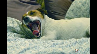 Почему собака спит с хозяином в одной постели?