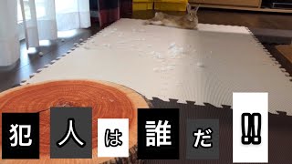 うさぎのホリホリで切り株クッションがズタズタに！ #220