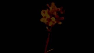 Stone Temple Pilots  Wicked Garden unpluggedcore Fusion