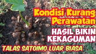 Panen Talas Jepang Satoimo Juli 2022 | Kondisi Kurang Perawatan Hasil Panen Megilan.