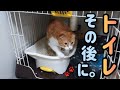 ねこがトイレの後にやること‼️【スコティッシュフォールド】Cat video scottish fold