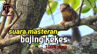 Masteran Suara Bajing Kekes Suara Jernih