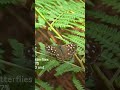 Trees and hedges on farms significantly boost butterfly numbers! 🦋