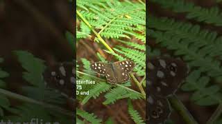 Trees and hedges on farms significantly boost butterfly numbers! 🦋