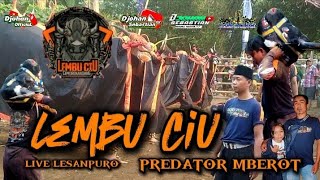 Predator Mberot bikin ulah lagi Lembu CIU kerasukan demit serem selalu bikin penonton semburat !!