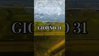 GIORNO 31, ho creato una playlist con tutti i progressi e la crescita degli avannotti!