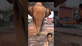 Elephant eating video #Mango #Eating #Enjoy#girls #anmil #food #lovely #elephant ￼
