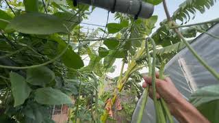 Harvest Long Beans from backyard. Los Angeles, Ca. 🇺🇸#youtube #nature #garden #plants 