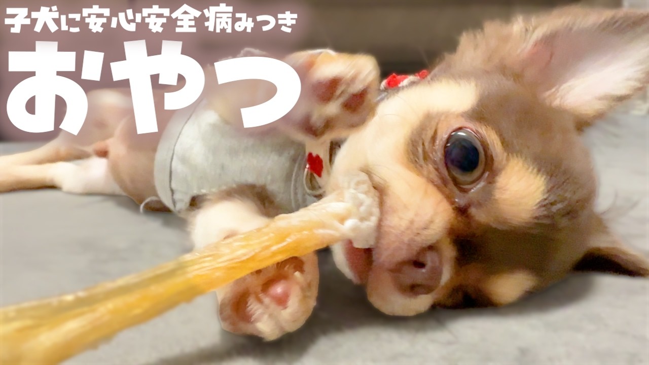 子犬に【超おすすめのおやつ】チワワが病みつきになったよ