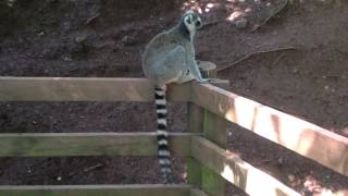 Talking Monkey Actually, Its A Lemur.