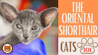 Cats 101  ORIENTAL SHORTHAIR CAT  Top Cat Facts about the ORIENTAL S
