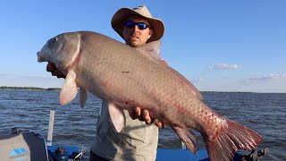 GIANT BUFFALO on LIGHT TACKLE {Catch Clean Cook}