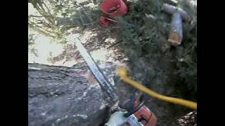 80ft Large Pine Tree Fell