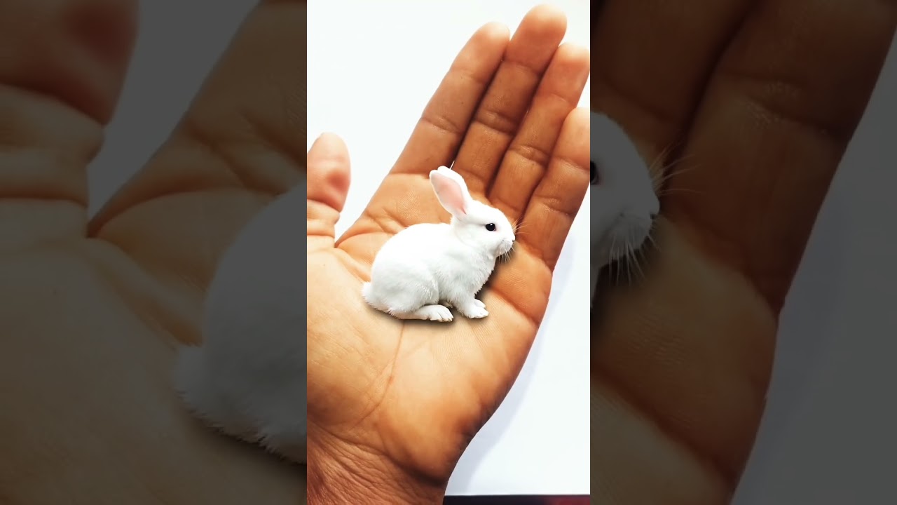 World beautiful rabbit