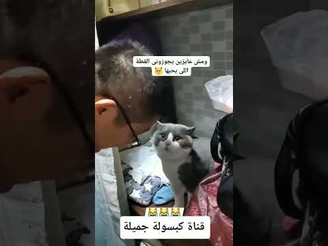 قط بشتكي للدكتور من سوء معاملة الناس اللي عايشين معاه في البيت