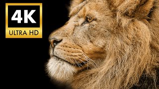 Ultra‑Smooth Lion Chase in 4K HDR – Heart Racing 60FPS screenshot 5