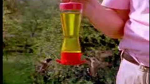 Humming birds - David Attenborough  - BBC wildlife